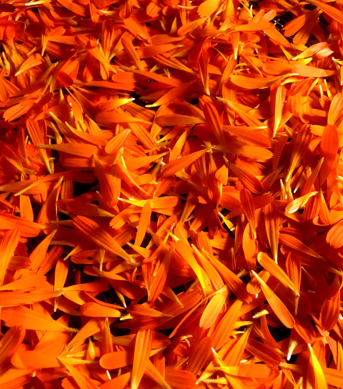 Edible Flowers: Calendula Petals