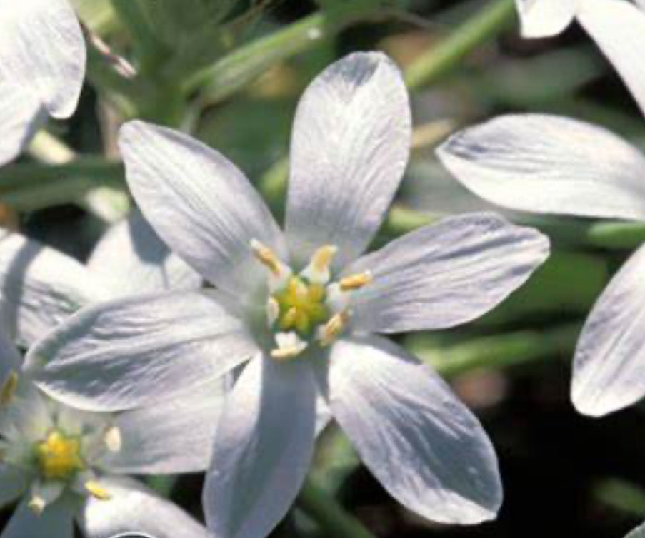 Star of Bethlehem Flower Essence