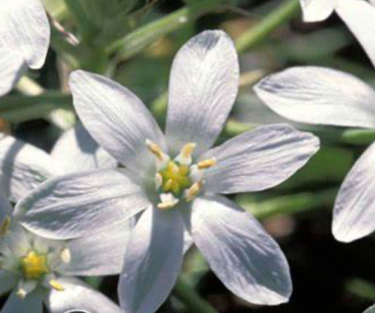 Star of Bethlehem Flower Essence